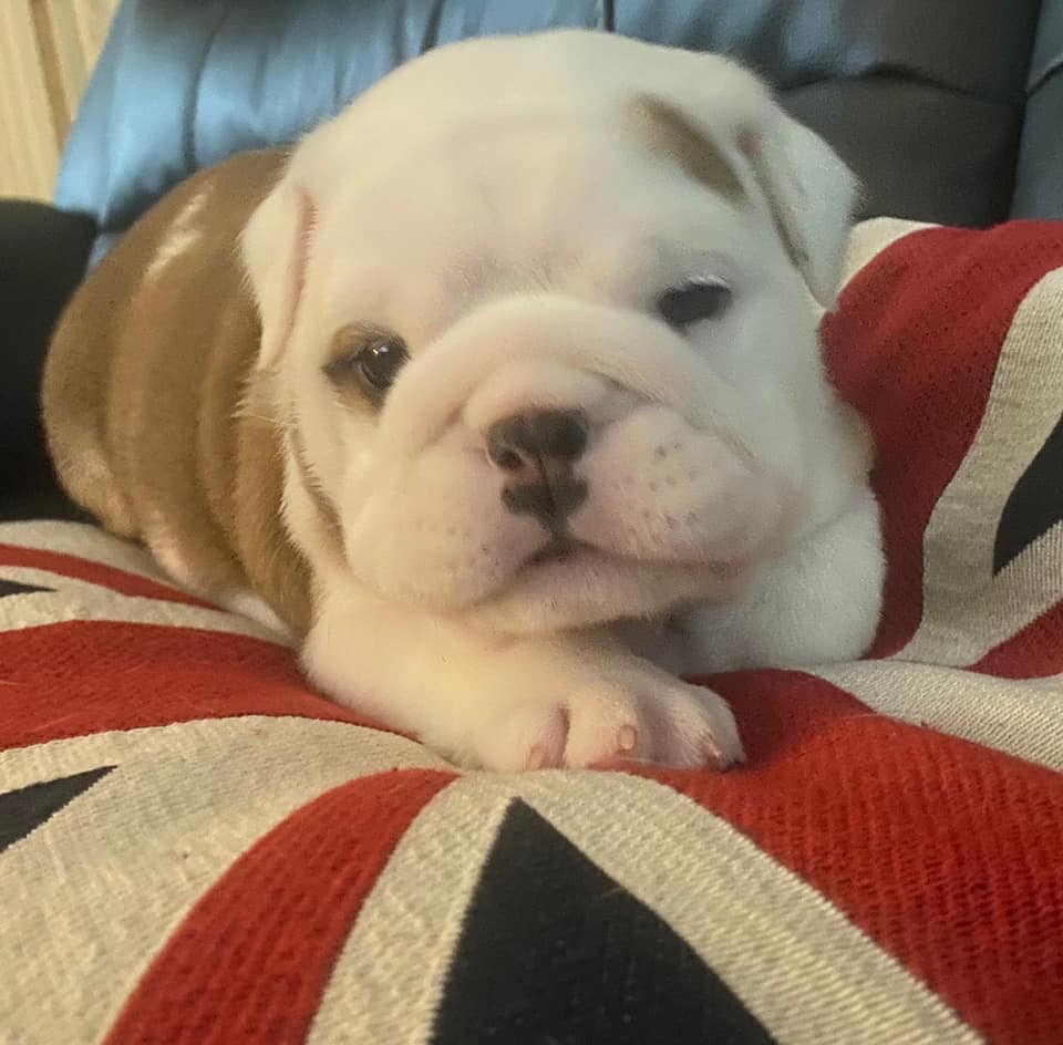 british bulldog puppy for sale