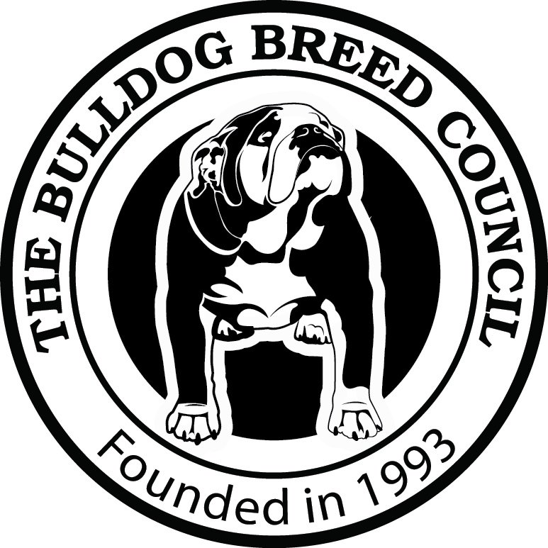 Health tested English Bulldog