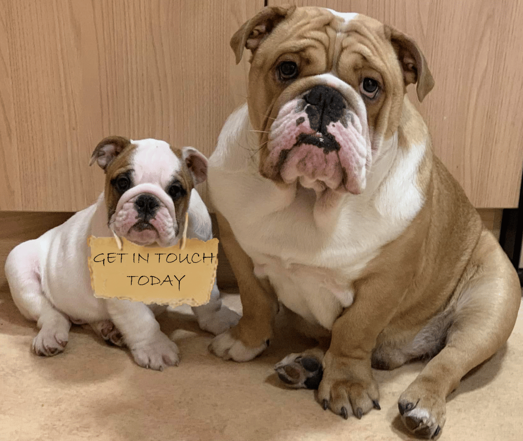 english bulldog puppy